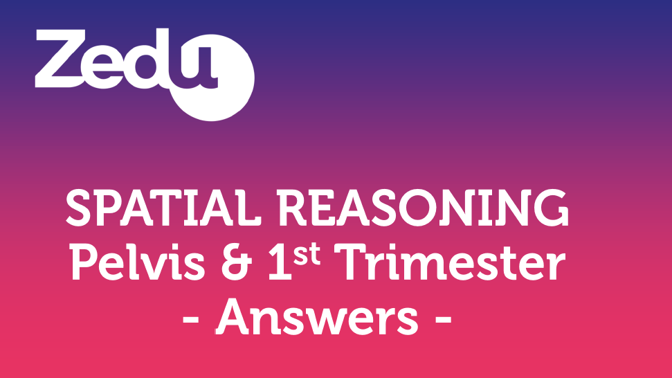 Spatial reasoning 1st trimester Answers